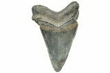 Serrated Angustidens Tooth - Megalodon Ancestor #308023-1